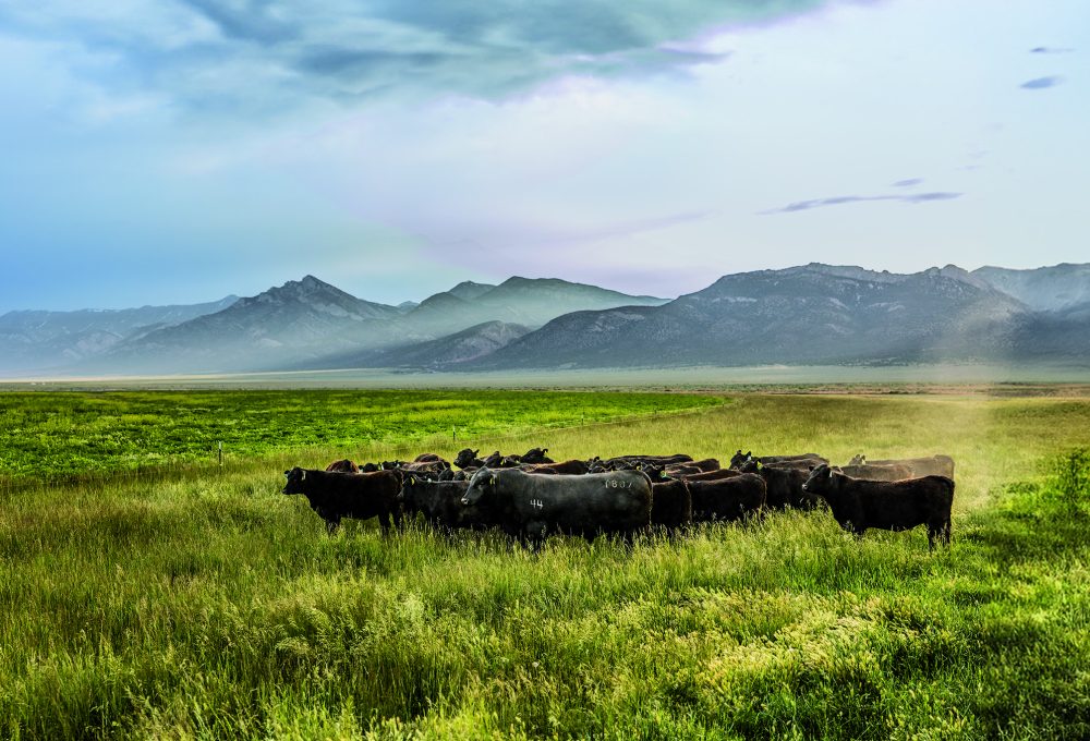 Cattle in a field in Nevada